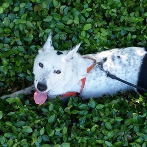 Meet your Posher, Betsy